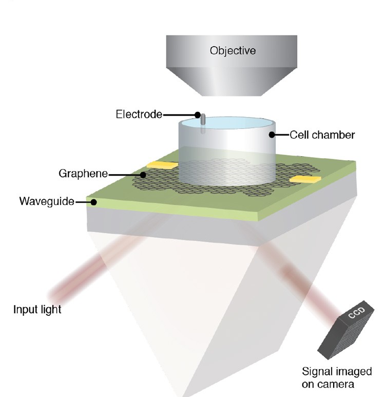 A schematic of the "graphene camera," or coupled waveguide-amplified graphene electric field (CAGE) sensor