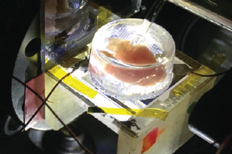 A heart removed from a chicken embryo atop the CAGE device