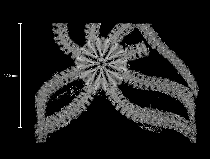 A turn-around CT scan of Ophiojura