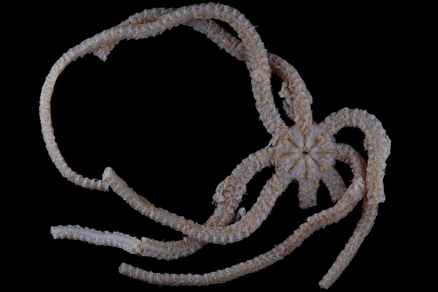 Ophiojura is separated from its closest living relatives by 180 million years of evolution