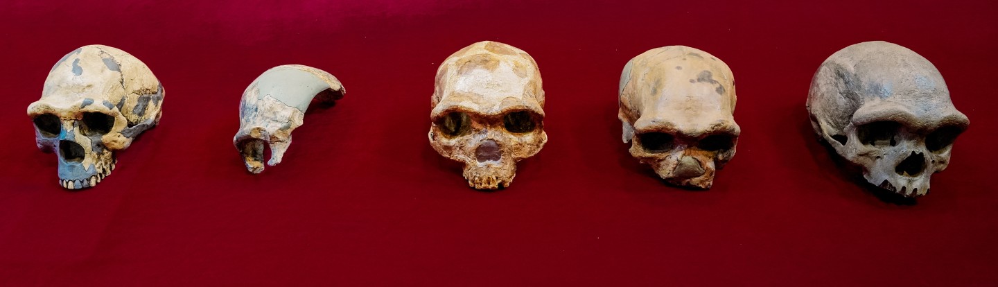 A lineup of Homo skull specimens, from left: Peking Man (Homo erectus), Maba (Homo heidelbergensis), Jinniushan (unknown), Dali (unknown) and the Harbin cranium (Homo longi)