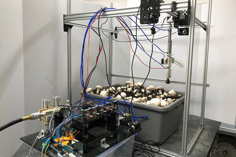 The system is designed for use on button mushrooms grown on shelf systems