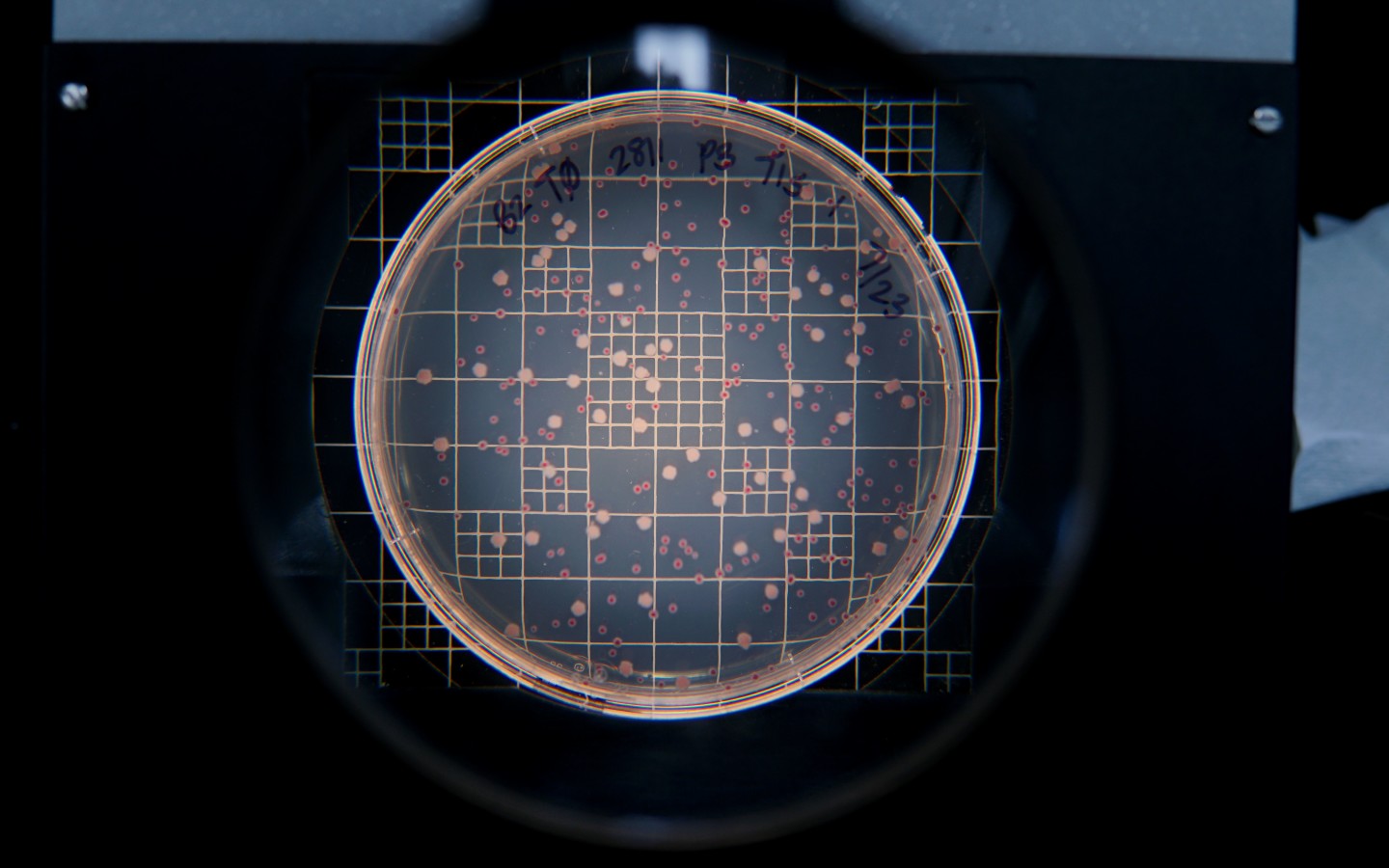 Red and white markers indicate bacteria that have survived the treatment, allowing researchers to tally up the effectiveness of the phage treatment