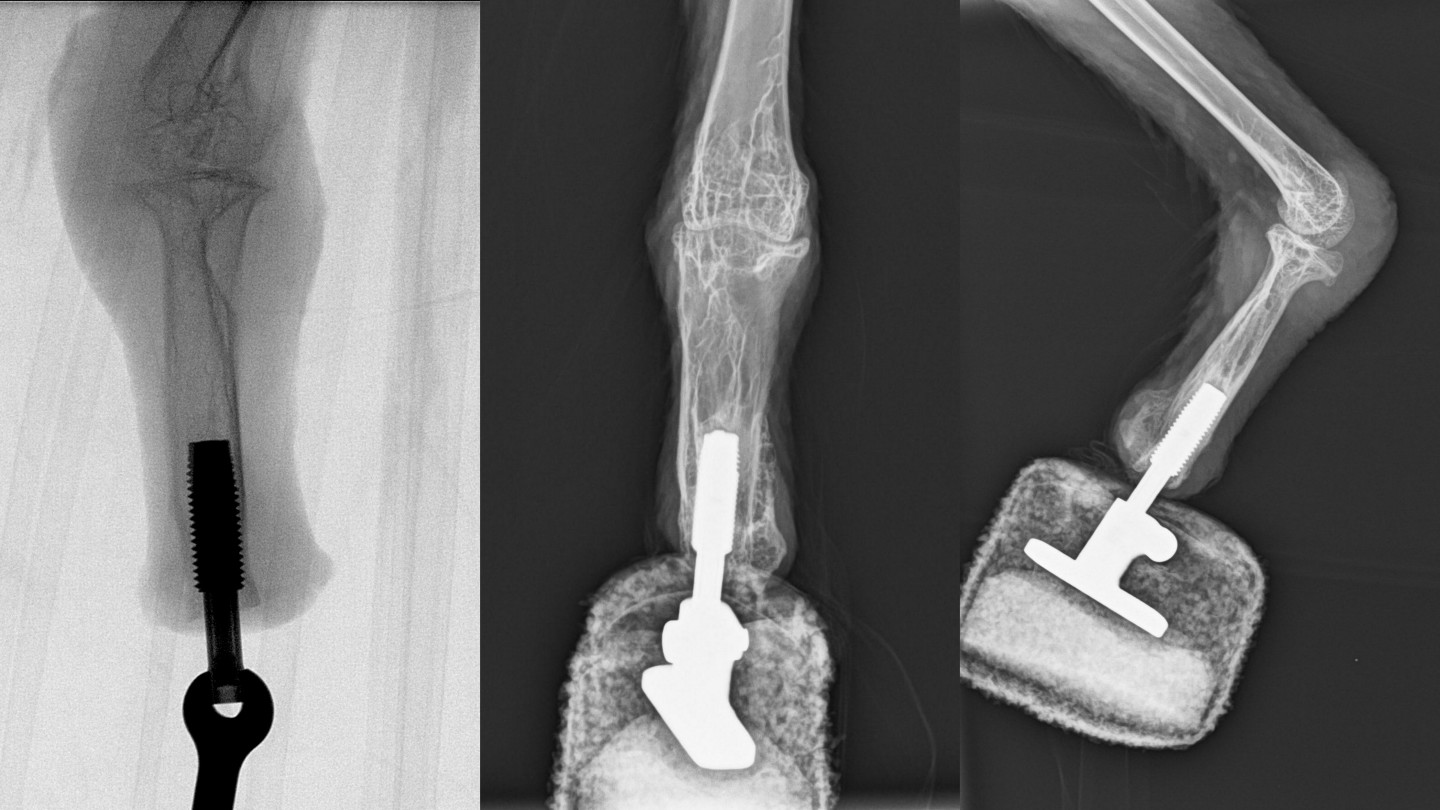 X-rays of Mia's leg with its prosthetic foot