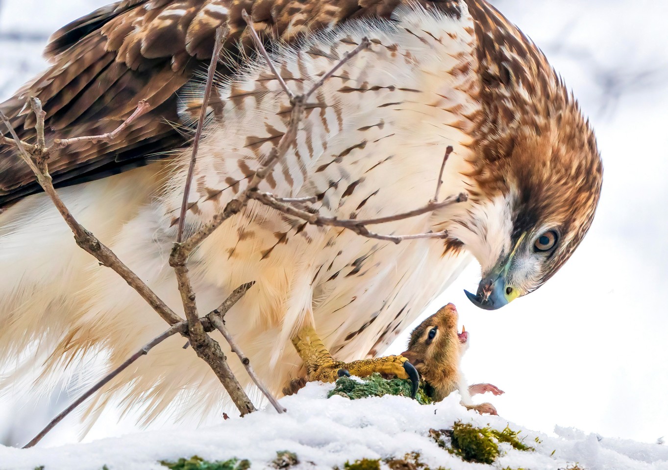 A Red-tailed Hawk holds an open-mouthed chipmunk in its yellow talons. Sony a9ii with Sony FE 200- 600mm F5.6-6.3 G OSS lens; 1/2000 second at f/7.1; ISO 3200