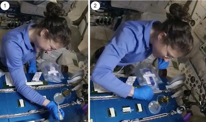Astronaut Christina Kock performs CRISPR editing on yeast colonies onboard the International Space Station
