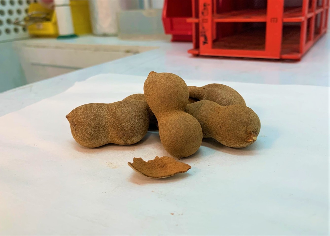 The bulky shells of tamarind fruit pods take up a disproportionately large amount of space in landfills