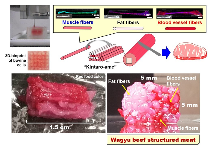 Schematic illustrates the fabrication technique of the world's first lab-grown Wagyu beef