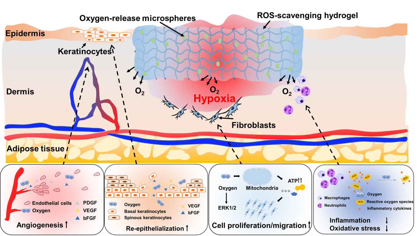 A diagram depicting how the hydrogel helps boost the healing process