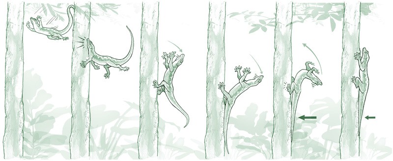 An illustration of the gecko's landing technique