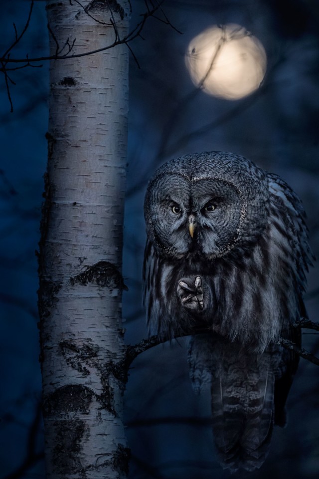 Bronze - Portrait. Night Hunter. Great Grey Owl. Canon EOS-1D X Mark II with Canon 200–400mm f/4 lens. Focal length 300mm, 1/160 second, f/4, ISO 3,200