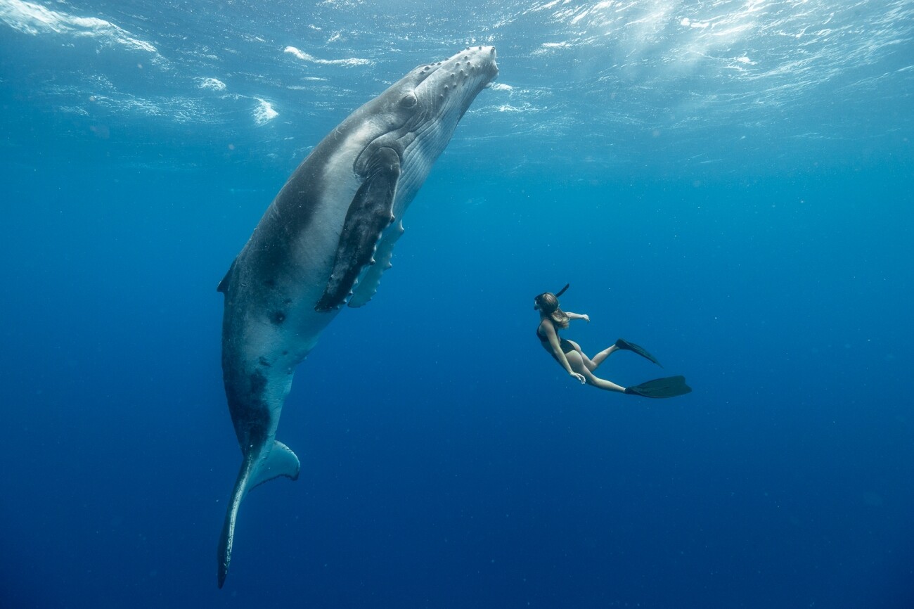 Honorable Mention - Journeys & Adventures. Two Worlds. Freediver Brianna Zurlo playing with a giant baby humpback whale. Vava'u, Tonga.