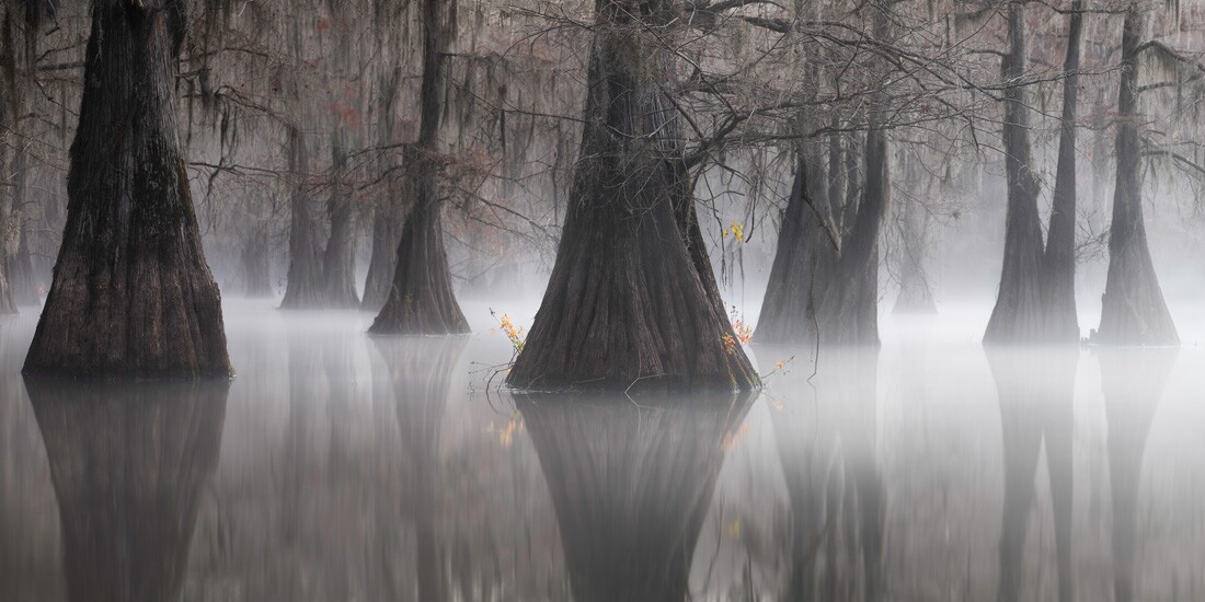 First Place - Open, Nature and Landscapes. Eternal Triangle. Southern Swamps, USA