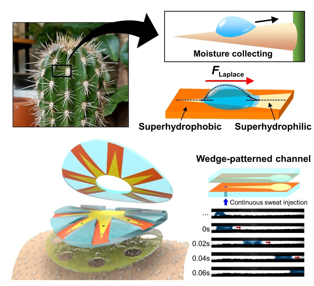 A diagram of the cactus-needle-inspired sweat-collecting sensor