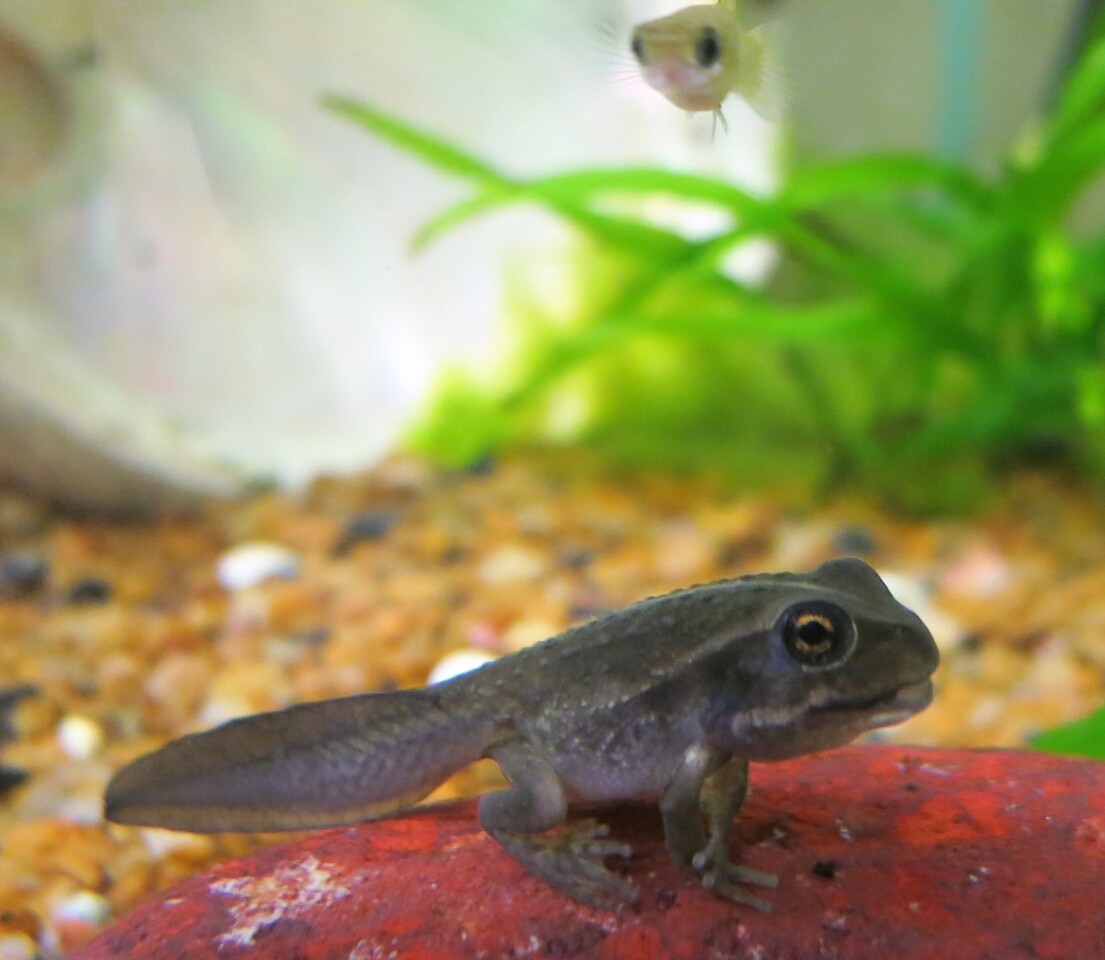 One of the tadpoles used in the study, with a mosquitofish approaching from above