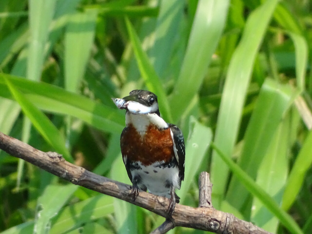 This kingfisher managed to catch one of the mollies