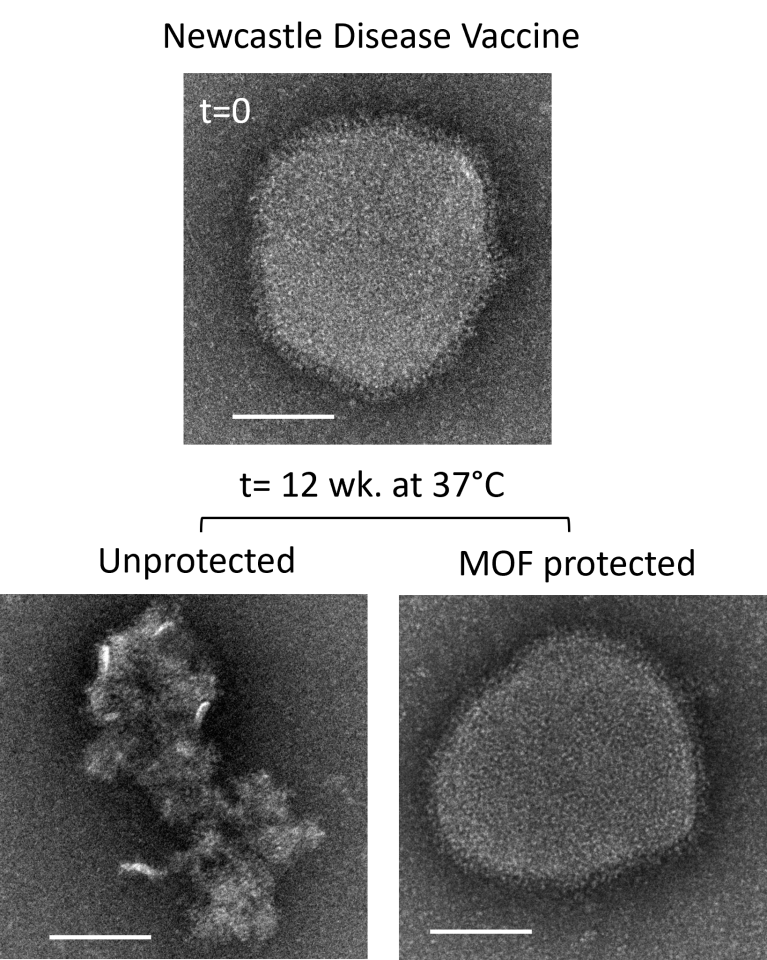 Transmission electron microscopy (TEM) images of the vaccine particles with and without MOF coatings