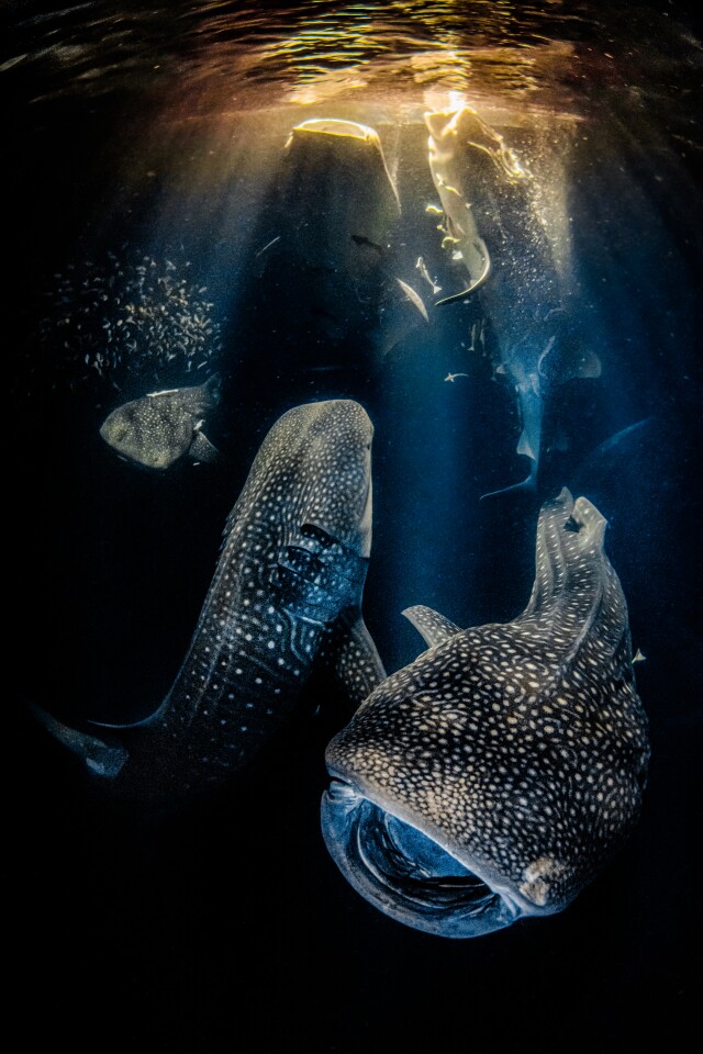 Winner, Wide Angle/Underwater Photographer Of The Year 2022. Giants of the night. Maldives, Ari Atoll