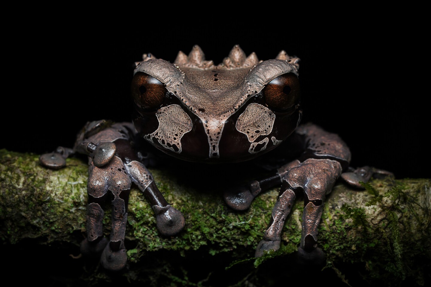 Guapiles, Costa Rica. Crowned tree frog