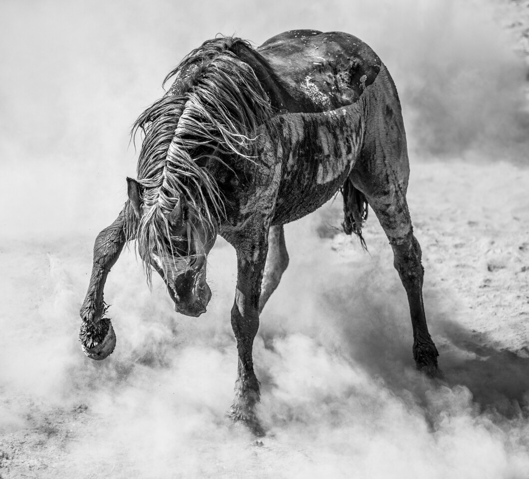 Winner, Natural World & Wildlife. A wild mustang stallion kicks up a dust storm in northwestern Colorado