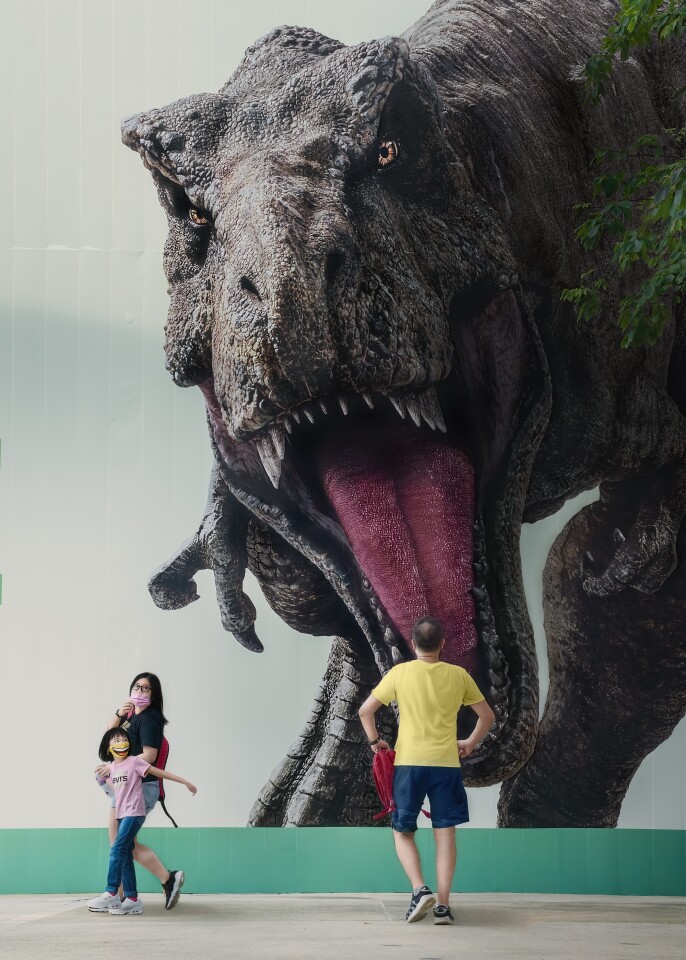 A man is staring back at a life-sized photo of a T-Rex