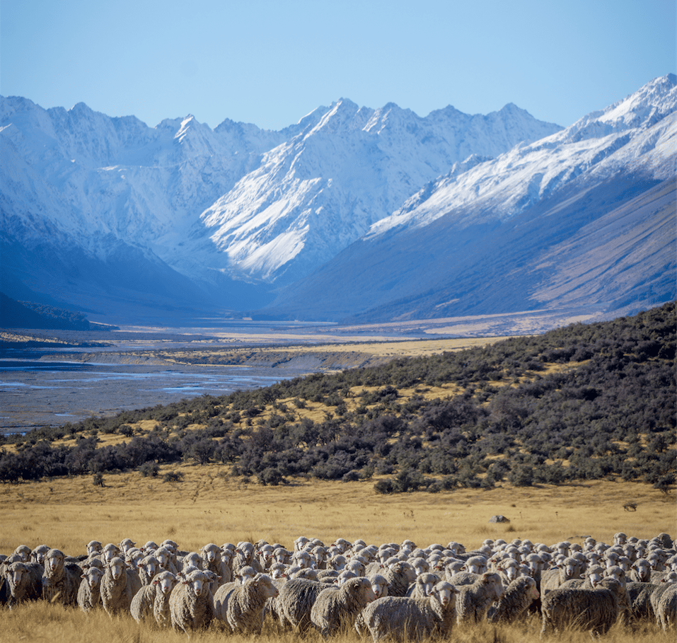 WoolAid means to protect spaces like this with its alternative merino wool bandage design