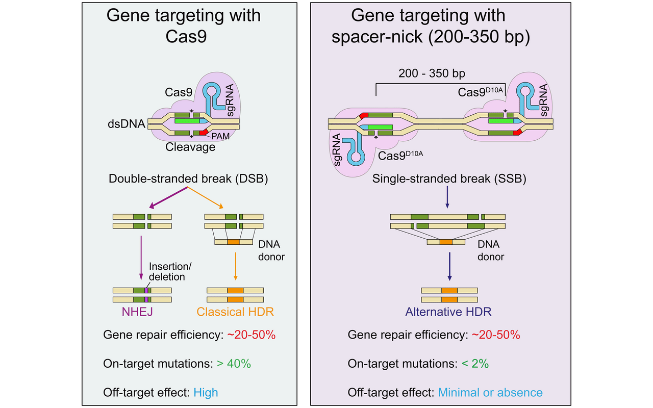 A graphical comparison of classic CRISPR-Cas9 and the new spacer-nick gene editing techniques