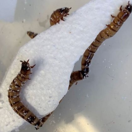 Superworms feed on polystyrene in experiments at the University of Queensland