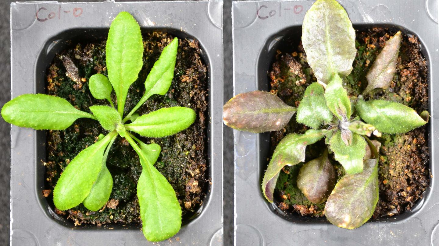 Experiments on plants show them changing color in response to light stress