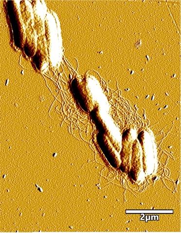 The tiny natural nanowires connecting colonies of G. sulfurreducens to each other