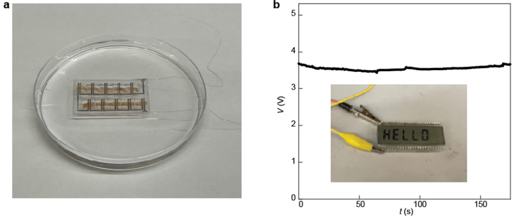 An array of biofilm energy sources powers an LCD train in the lab