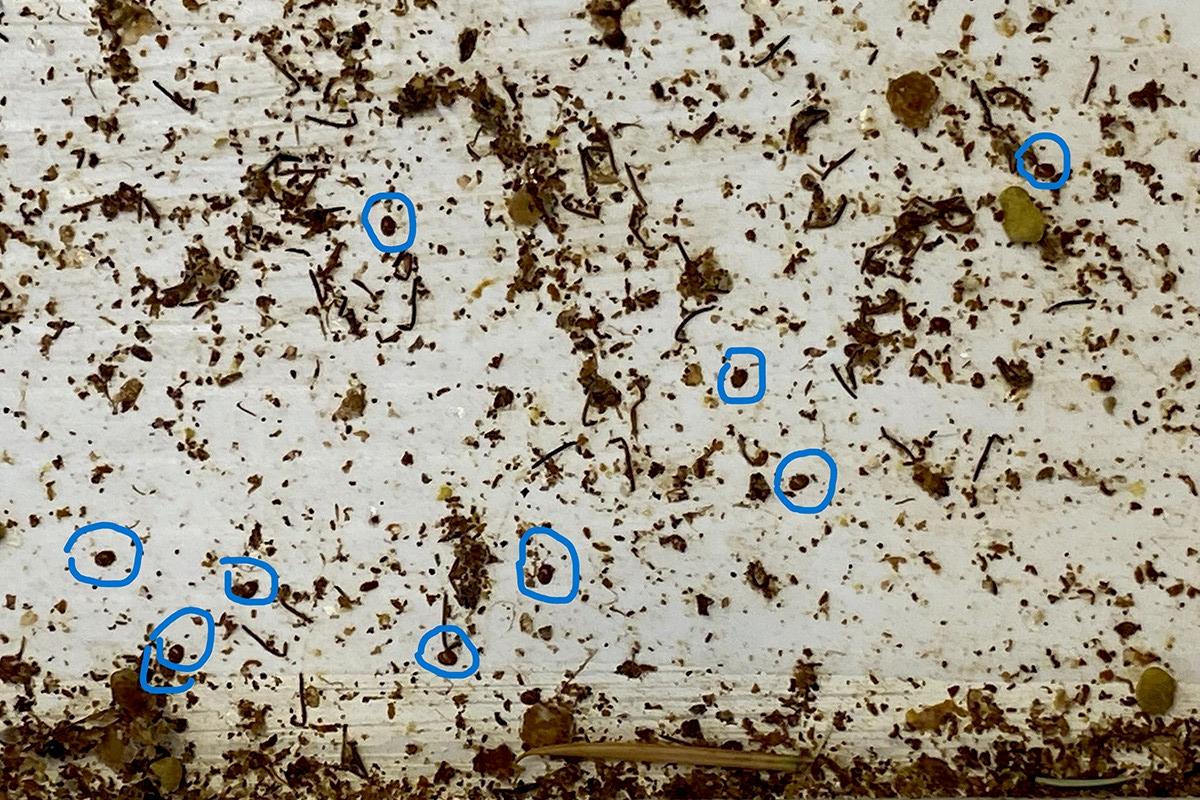 One of the sticky papers, with dead mites circled in blue