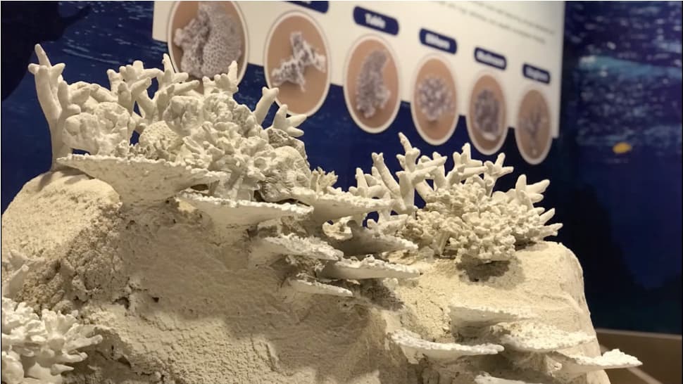 The pH of the concrete used in the 3D Innoreefs is similar to that of seawater