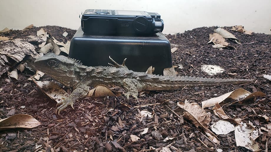 The researchers recorded vocalizations from tuataras, a reptile native to New Zealand previously thought to be mute