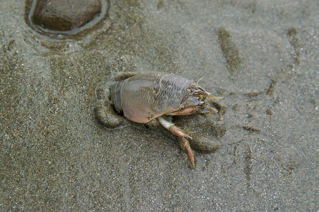 The Pacific mole crab reaches a length of about 35 mm (1.4 in)