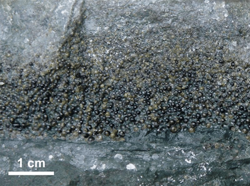 A deposit of spherules, found on Gorgonilla Island, Colombia