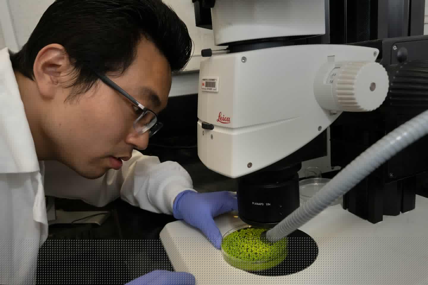 Brookhaven Lab postdoctoral researcher Yuanxue Liang examines some of the duckweed under a microscope