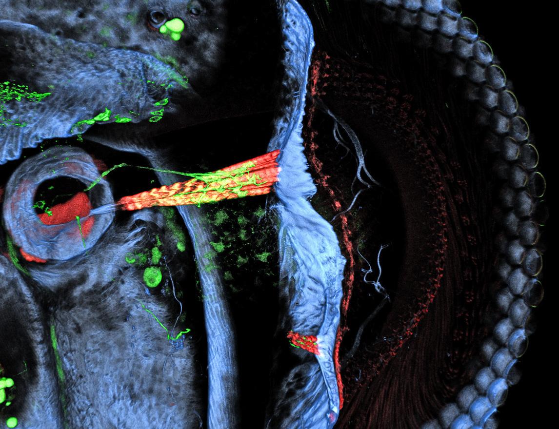 A side view of a fruit fly eye, with a rubber-band like retinal muscle highlighted in red