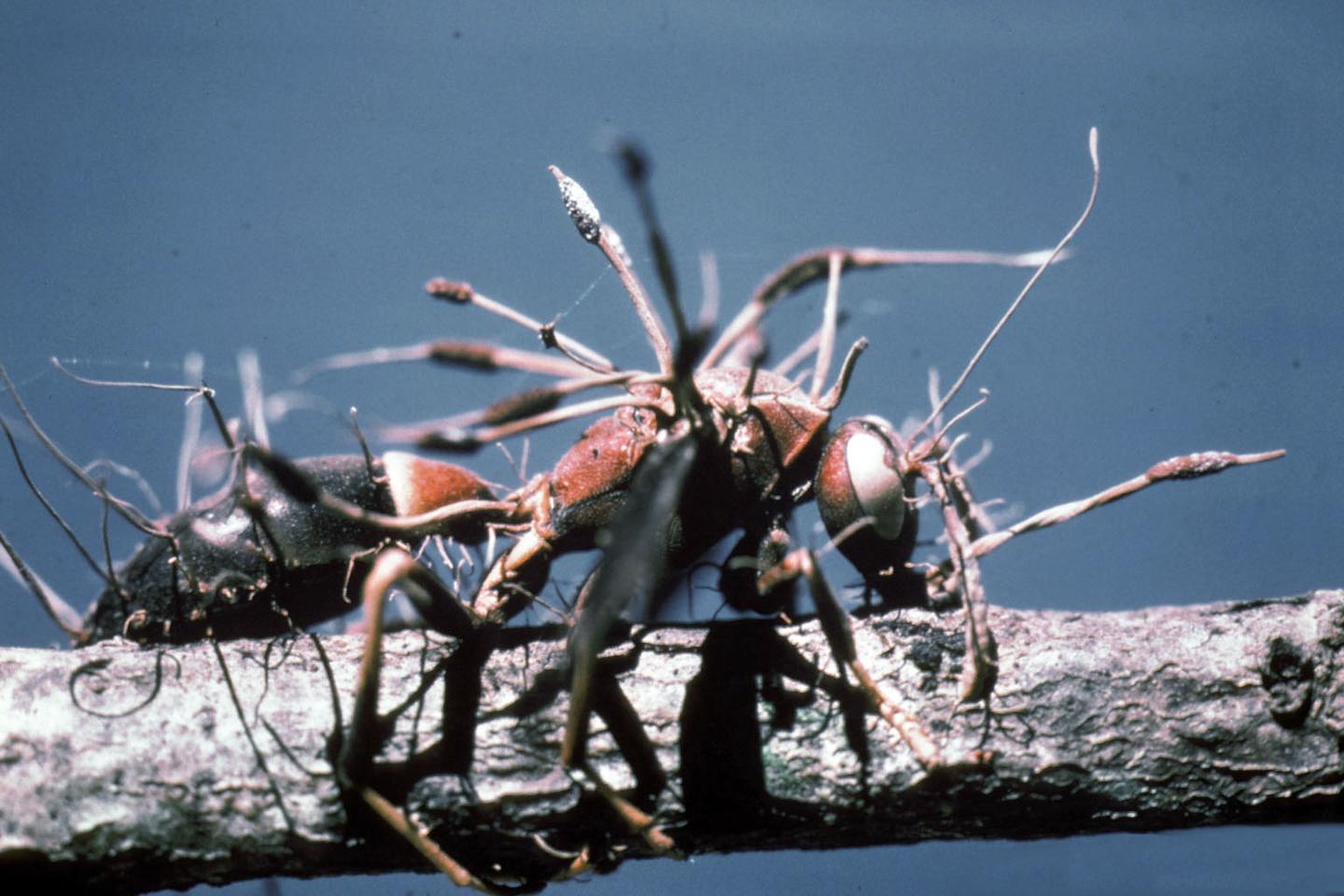 A wasp parasitized by the fungus Cordyceps