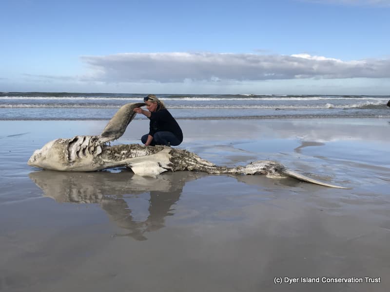 Lead scientist Alison Towner examines one of the great white shark carcasses