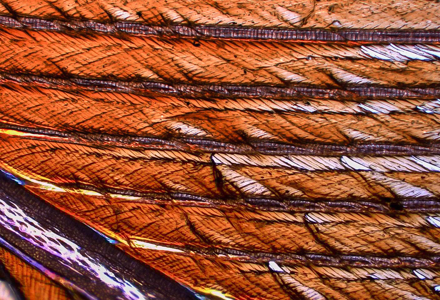 A microscope image shows how oil exposure causes feather structures known as barbules to clump, instead of interlocking to form a waterproof barrier