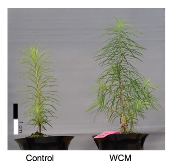Japanese larch tree seedlings grown without (left) and with (right) the WCM film