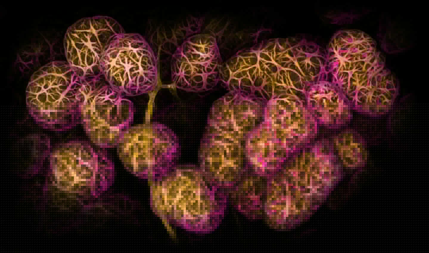 2nd Place. Breast tissue showing contractile myoepithelial cells wrapped around milk-producing alveoli. 40X (Objective Lens Magnification)