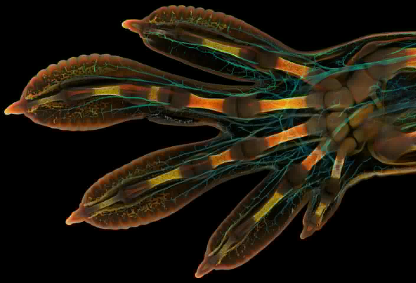 1st Place. Embryonic hand of a Madagascar giant day gecko (Phelsuma grandis). 63X (Objective Lens Magnification)