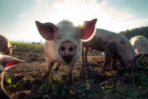 DOJ Seizes 7 'Pig Butchering' Domains