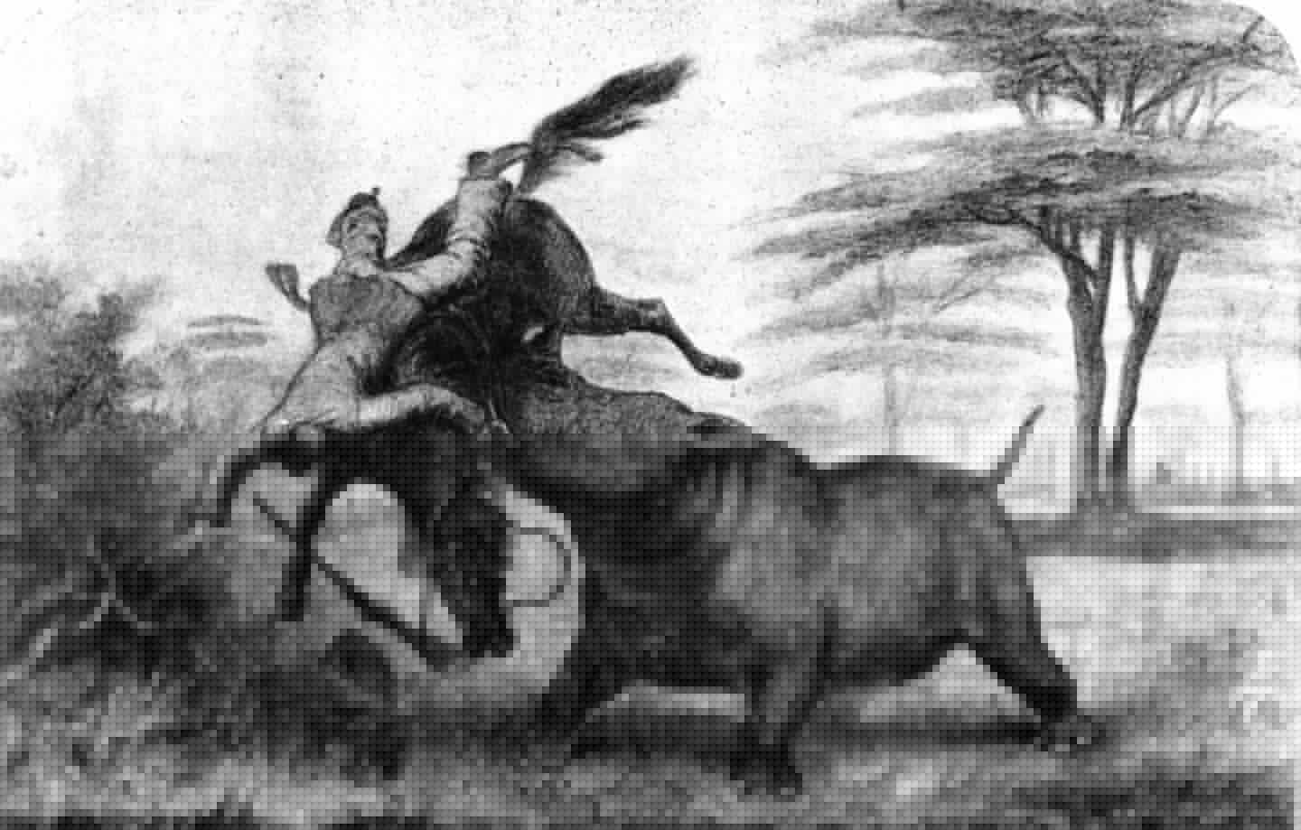 Black rhino charging at a horse, by William Cotton Oswell, 1900