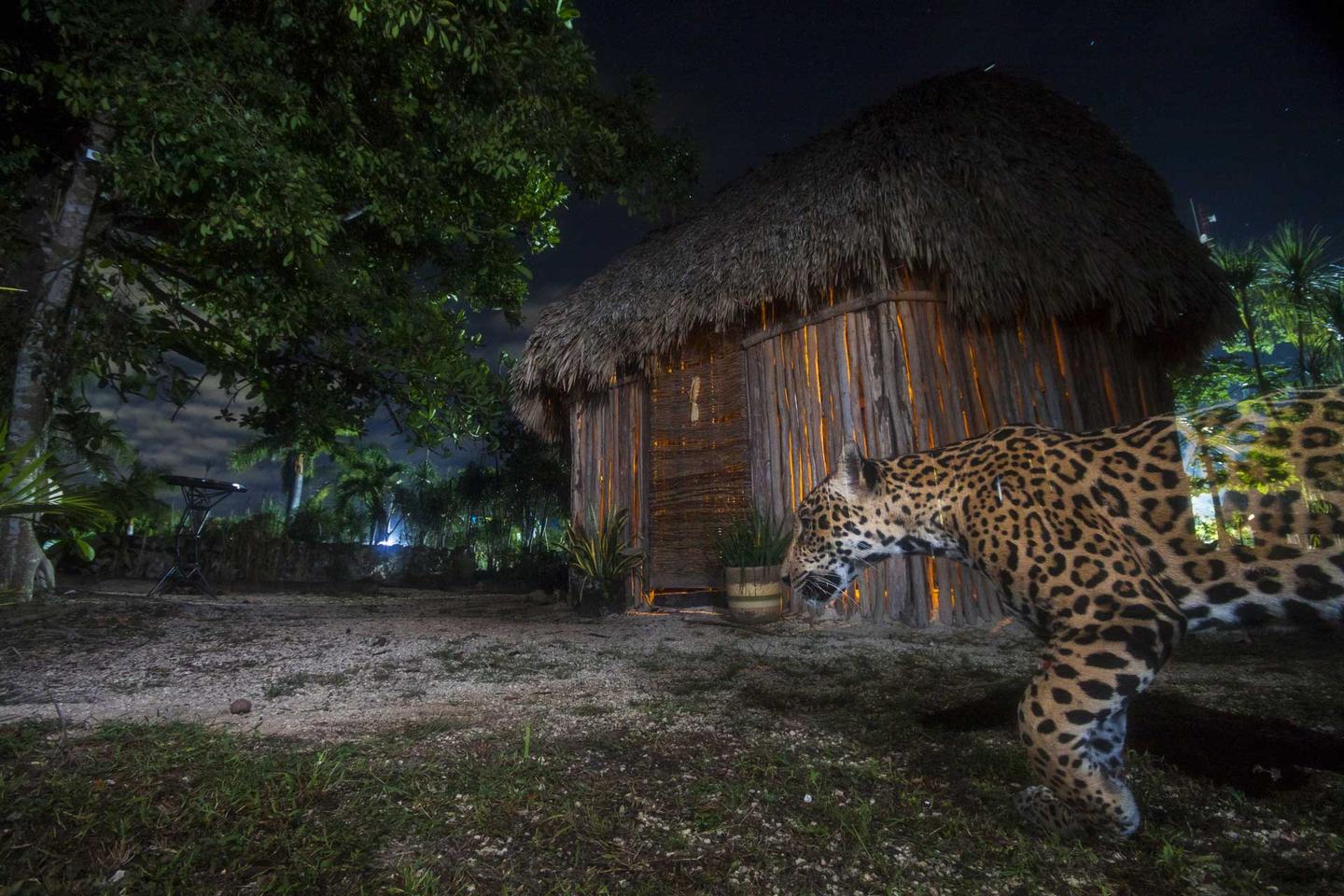 Winner - Photographer of the Year, Portfolio. Jaguars are frequently seen around Mayan villages, ranches, and even in some urban areas