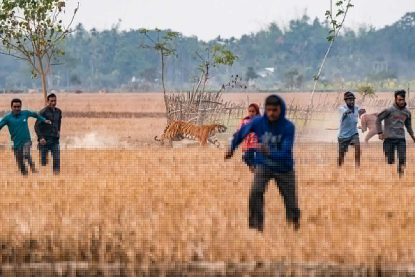 Winner - Conservation Focus. Sonitpur, Assam. The image portrays the ground realities of human-tiger conflict and emphasizes the need for empowering local communities to manage these situations