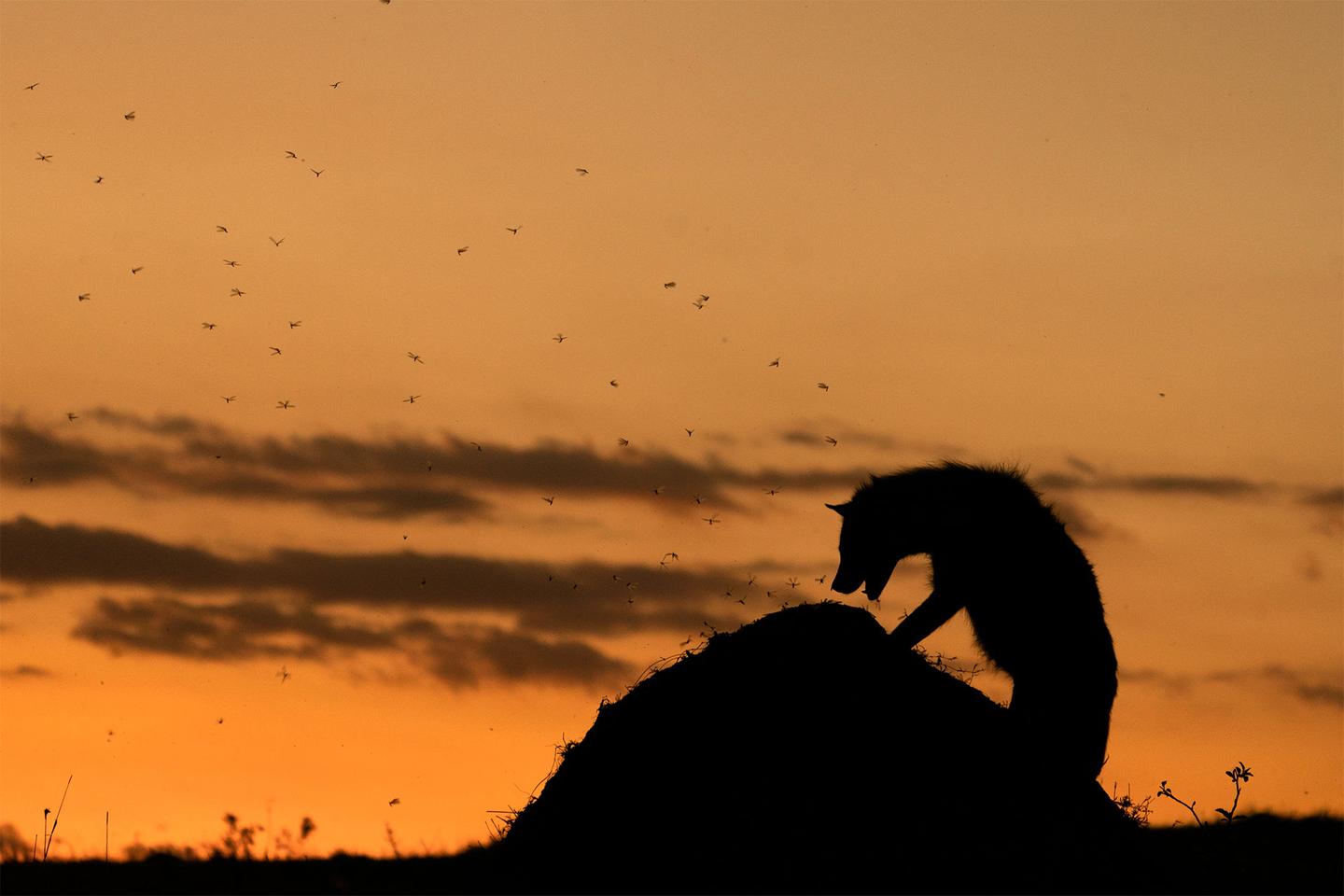 Winner - Animal Behavior. Maasai Mara National Park, Kenya. A Spotted Hyena has climbed on top of a termite hill, to make the most of what was available