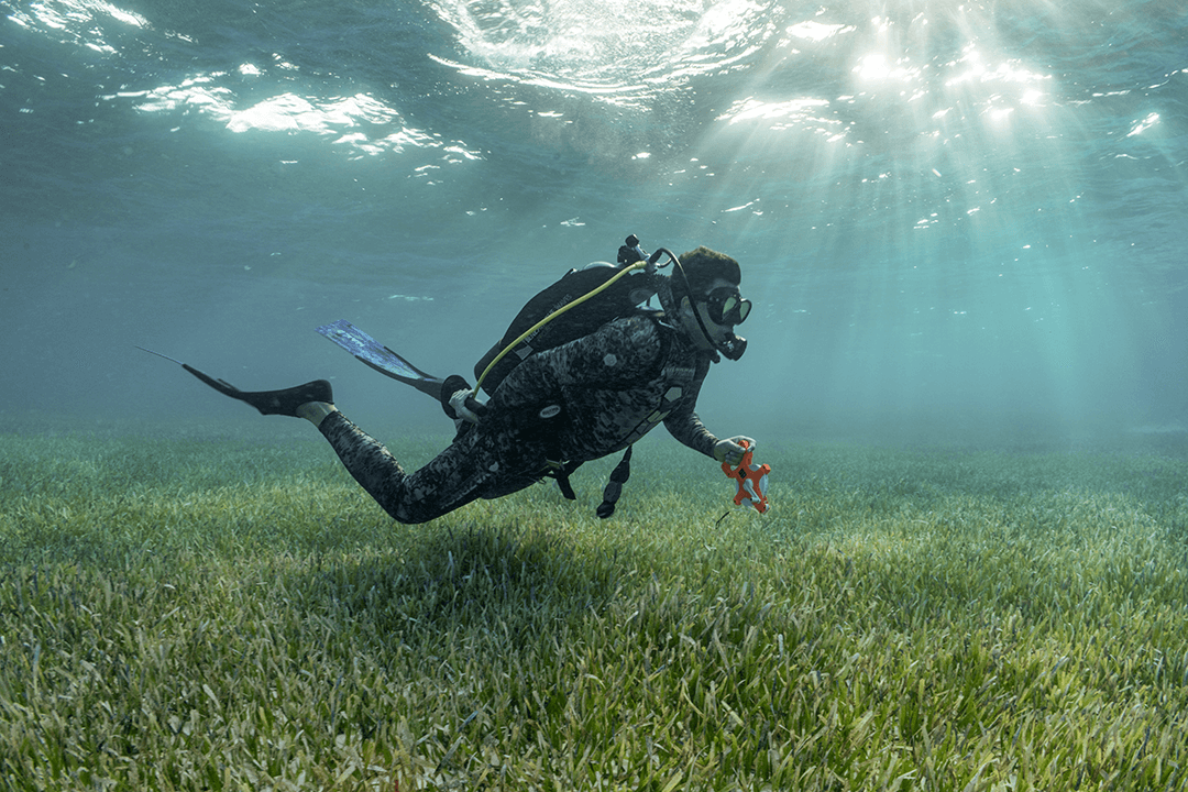 Beneath The Waves lead scientist Dr. Austin Gallagher surveys the seabed in The Bahamas